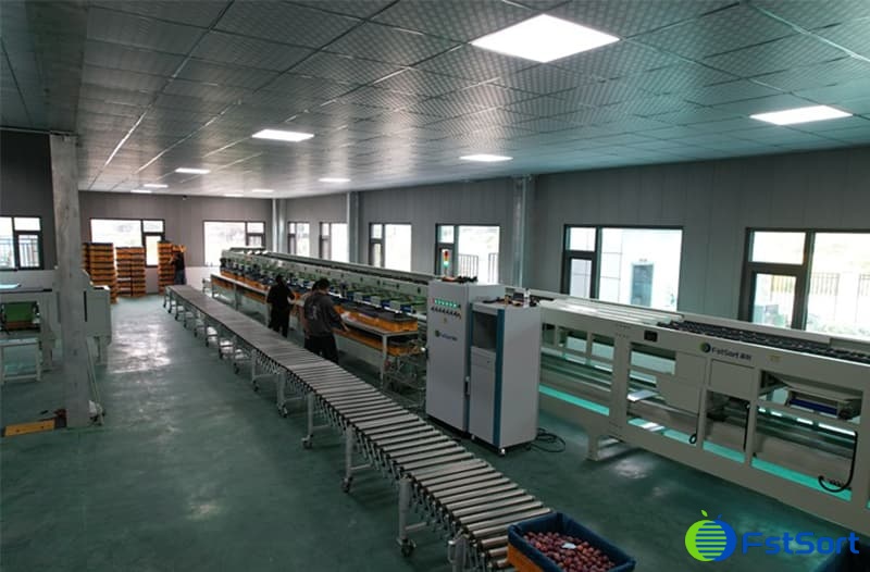 plums grading machines.jpg plums grading machines.jpg